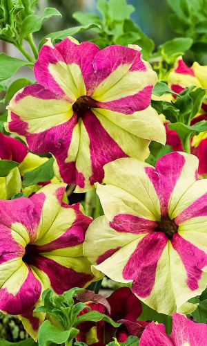 Петуния гибридная Софистика лайм биколор (УД) 5 шт